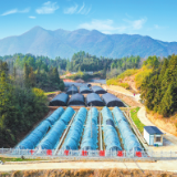 岳阳县张谷英镇:特色产业蹚出共富路