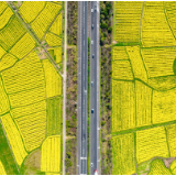 高速织春路 花海引客来 岳阳高速激活春日“赏花经济”赋能乡村振兴