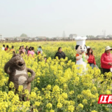 从“一朵花”到“百花齐放” 君山农旅融合交出三十周年精彩答卷