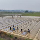 湖南汨罗：科技与政策双轮驱动 绘就春耕“底气图”