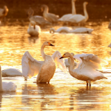 湖南爱鸟周丨岳阳守护飞羽精灵 共绘生态画卷