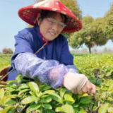 君山春茶开园忙 乡村振兴添茶香