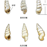 血吸虫病健康科普②丨钉螺虽小,却是血吸虫的“关键帮凶”!