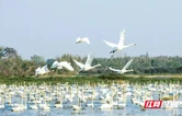 候鸟翩跹映碧水 君山区生态立区三十载