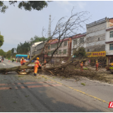 岳阳高速:两小时消除枯树隐患 筑牢汛期安全防线