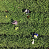 鹅形山问茶②|一叶兰香入烟火 茶垄间长出乡村振兴新图景