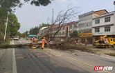岳阳高速：两小时消除枯树隐患 筑牢汛期安全防线