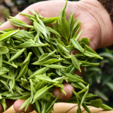 鹅形山问茶③|一品铁香凝百韵 科创育茶满庭芳