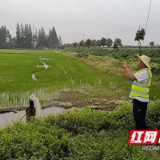人保财险君山支公司：田间地头送保障 金融惠农守风险