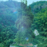 视频丨与理有岳·新思想青年说(第三辑)第二十期:银杏树下的故事