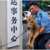 水涨鹿至 人退鹿安——岳阳县的护鹿长歌