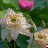 乡行“曼”记丨组图·广兴洲荷事:水面清圆,一一风荷举