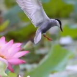 屈原管理区:荞麦湖上的“空中猎手”