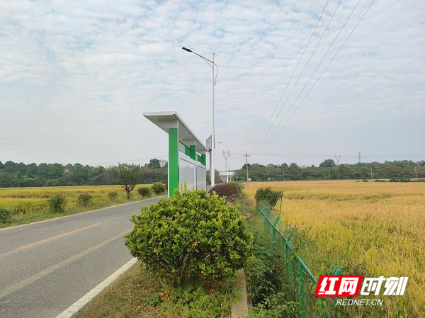 银田项目园区外稻田.jpg