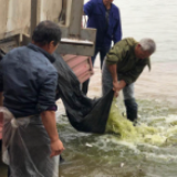 湘阴1440万尾鱼种放流湘江