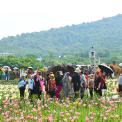 百合花开香润巴陵——岳阳市第二届百合农旅文化节开幕