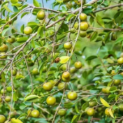 平江县：万亩油茶千叠翠 硕果满山待采摘