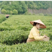 中国有个平江县⑱丨谷雨烟茶：从乡愁中走来的浓茶