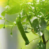 288元一斤，这辣椒凭什么？