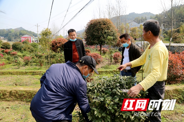 贵州凯里客商何清平（左二）在基地选购苗木.jpg