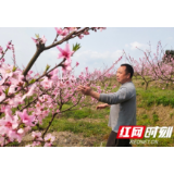 洪江市：桃园聚义三兄弟 助力脱贫干劲足