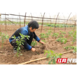 麻阳洲上村：800亩蔬菜栽植正当时