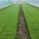 黔城镇：早稻育秧正当时