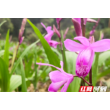 洪江市：白芨产业助力村民脱贫增收