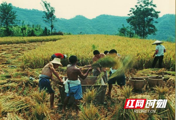 盘瓠寨瓦乡人的血脉里流淌着神农精神，他们勤劳朴实，勤耕五谷，植树保水土。