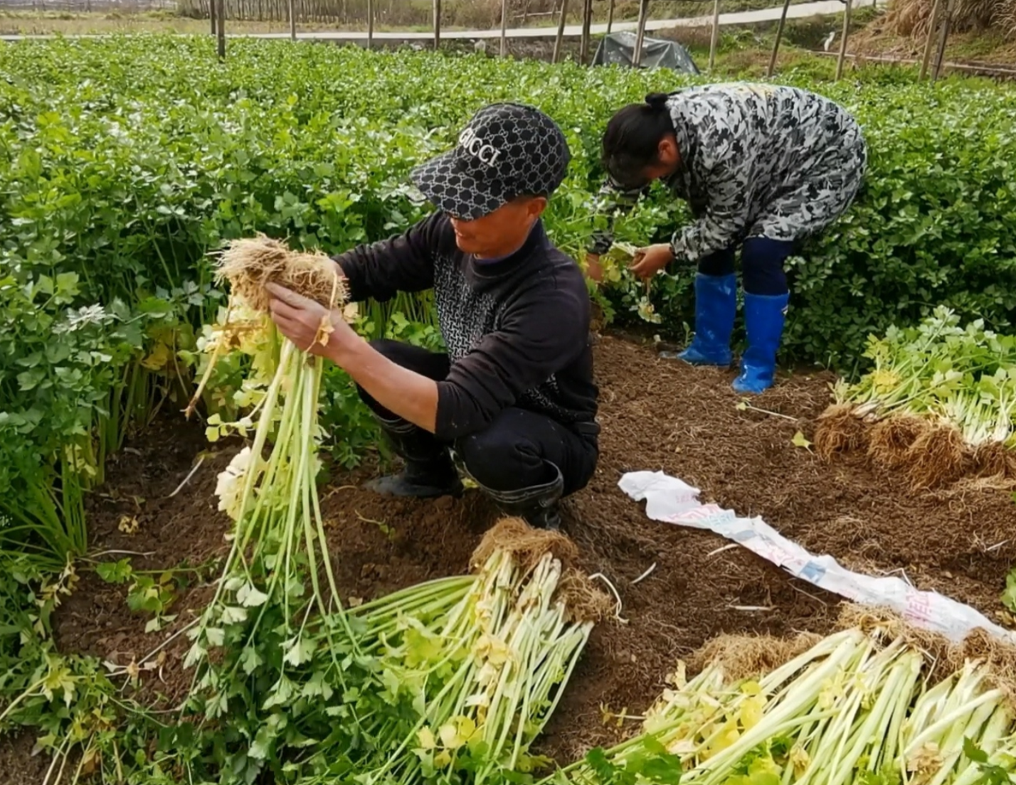 人勤春来早 蔬菜丰收正当时