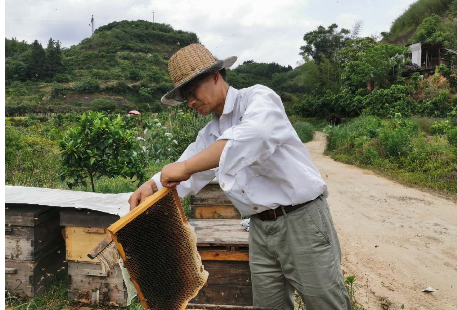 五一游怀化|柑橘花开 品尝甜“蜜”正当时