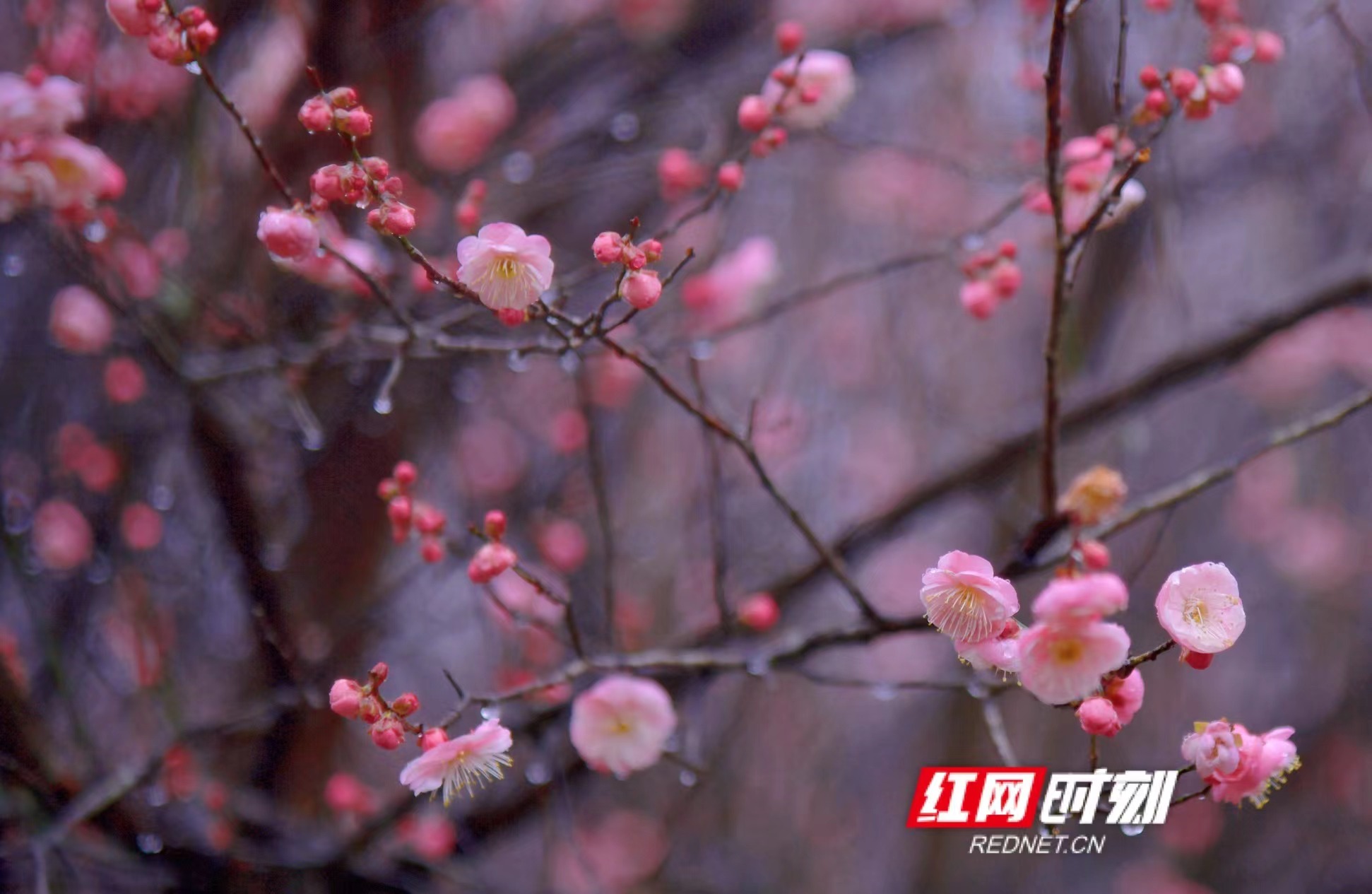 红网时刻1月6日讯 （记者  刘顿）梅迎新春喜洋洋，花香悠然沁芷江。1月6日，湖南省芷江机场一隅的枝头已初现粉红，百来棵大树龄梅花即将盛放报春。