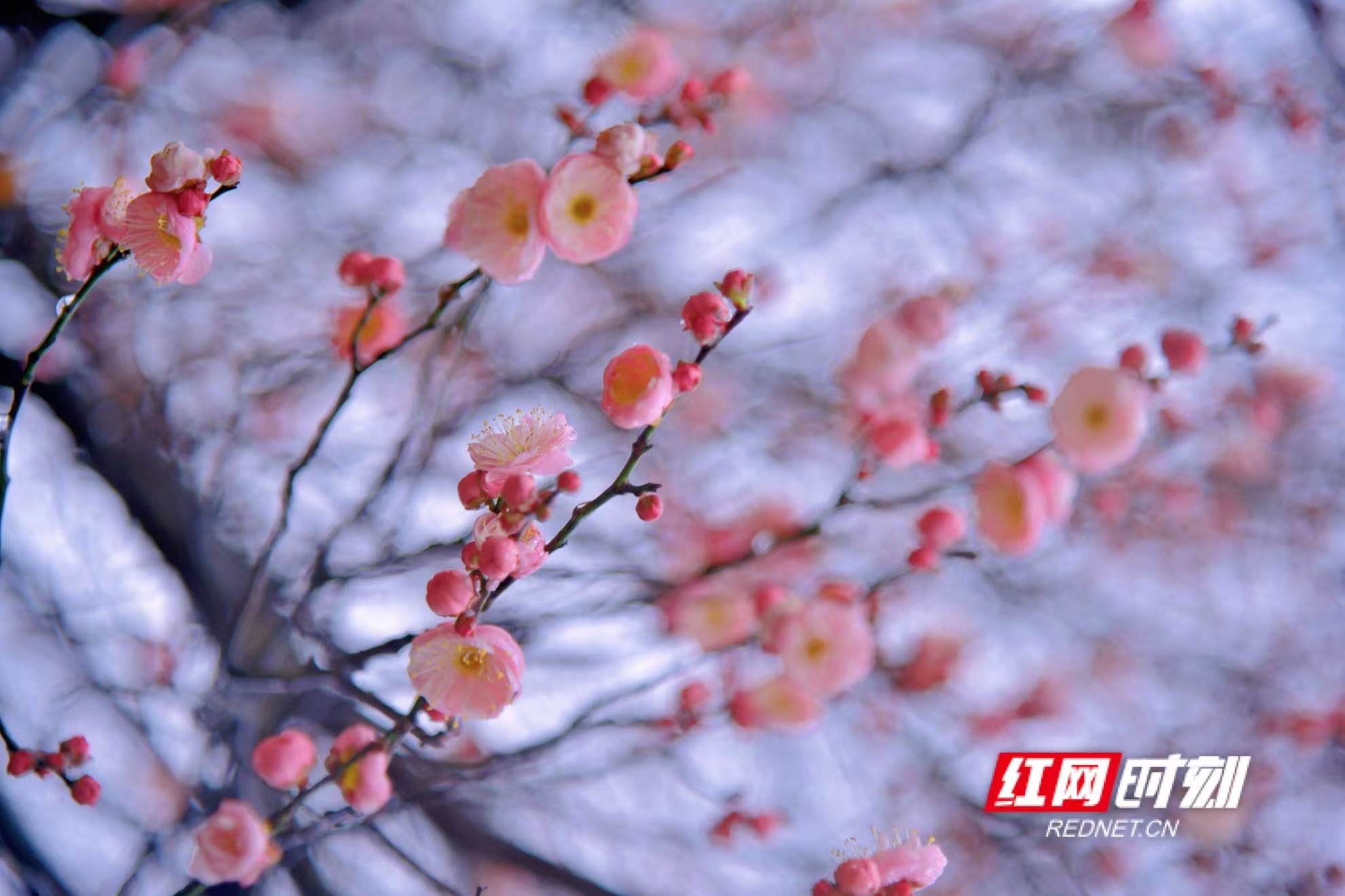 红网时刻1月6日讯 （记者  刘顿）梅迎新春喜洋洋，花香悠然沁芷江。1月6日，湖南省芷江机场一隅的枝头已初现粉红，百来棵大树龄梅花即将盛放报春。