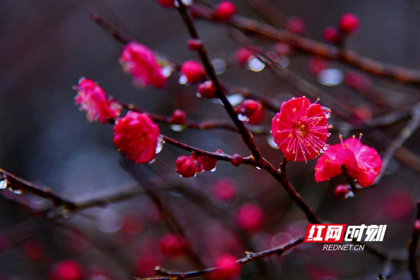 红网时刻1月6日讯 （记者  刘顿）梅迎新春喜洋洋，花香悠然沁芷江。1月6日，湖南省芷江机场一隅的枝头已初现粉红，百来棵大树龄梅花即将盛放报春。