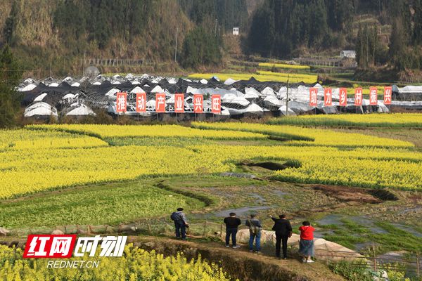 据镇党委副书记、镇长江帅介绍，该镇紧跟国家政策，大力发展农业产业，开发油菜种植面积3013亩，蔬菜基地3000多亩，水果种植面积10046亩。