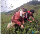 靖州：春暖茶飘香 茶农采茶忙