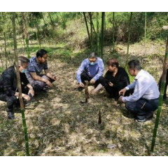 小雷笋撬起大产业  幸福生活节节高——来自洪江市家庭农场一线观察