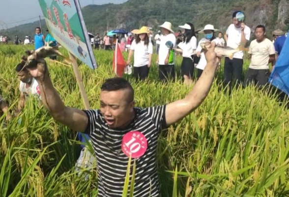 袁隆平题词的“中国稻花鱼之乡”又举办稻花鱼文化节了 四地联合举办欢乐嗨不停