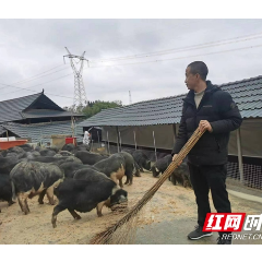 洪江市大团生态养殖：山林里养香猪 养出绿色好味道