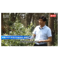 辰溪魁茶大咖谈 | 湖南农大教授沈程文：林下茶园叠加群体茶园的先天优势条件赋予了辰溪魁茶高品质