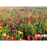 辰溪：打造16公里“花海公路”