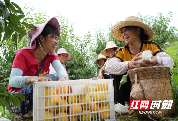 看！怀化好“丰”景③ | 甜蜜来袭！“小水果”撬动“大经济”