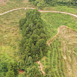 沅陵乡村“追梦人”③ | 张剑：扎根高山当农人，带动乡亲们富起来