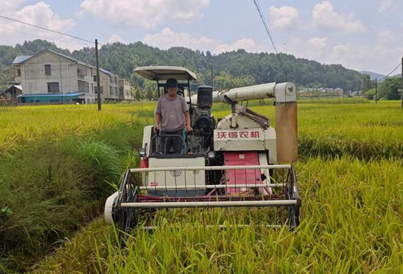 五溪“丰”景④ | 通道：400余亩再生稻喜开镰