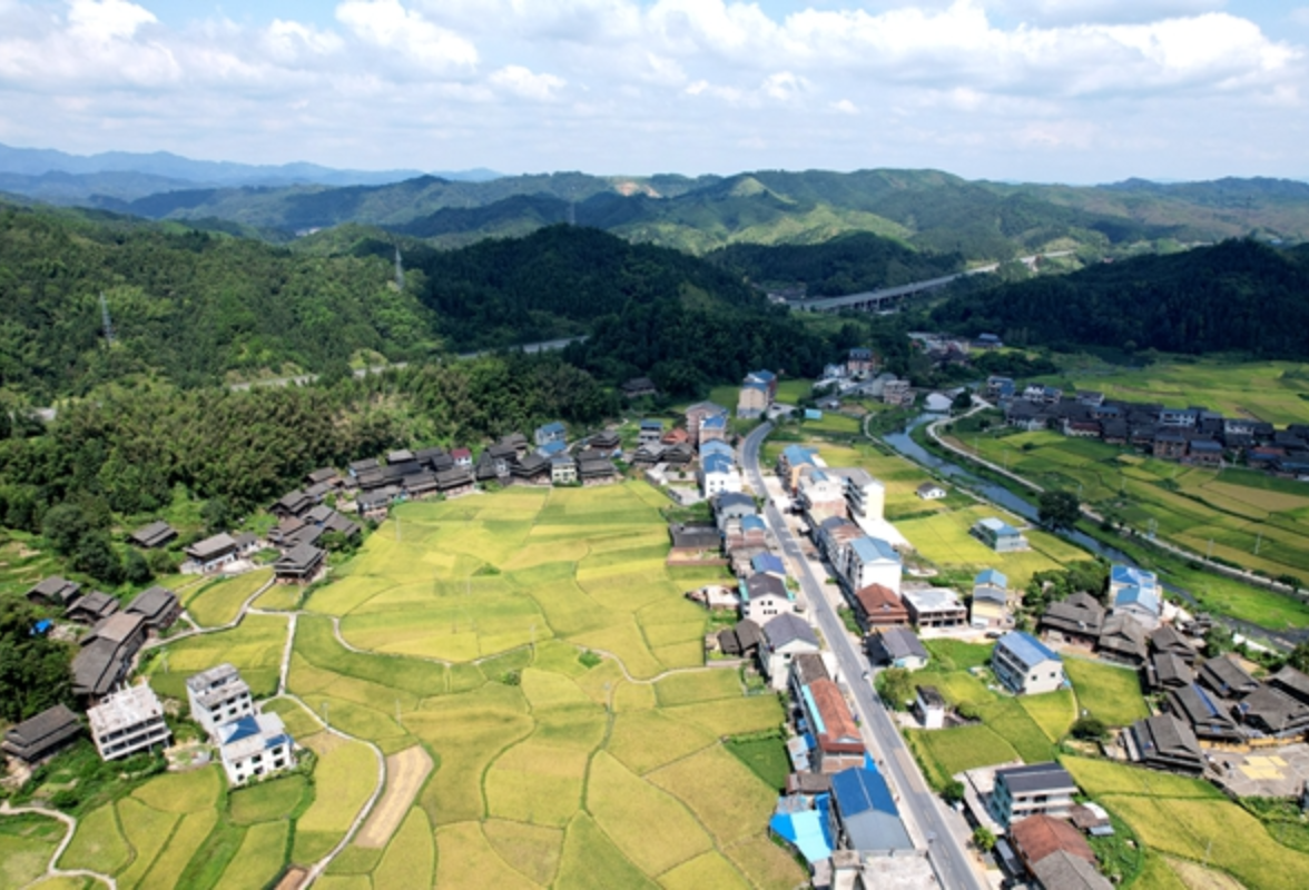 组图｜通道：大地镶金 秋景迷人