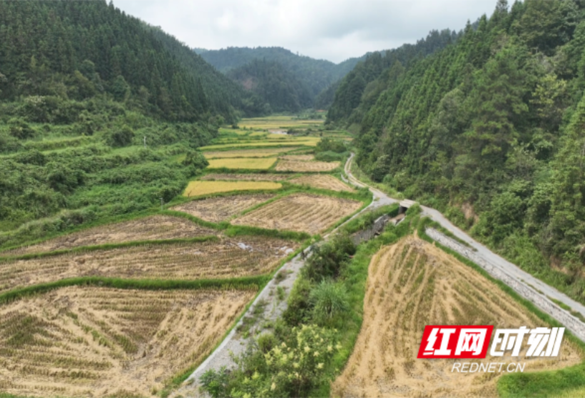 靖州：村集体经济结硕果 400亩高山冷水米喜丰收