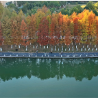 五溪秋实记丨鹤鸣洲水杉林成网红打卡地 赏景正当时(福地怀化·风物季)