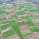 中方县:冬日田间飘葱香 蔬菜产业赋能乡村振兴