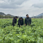 靖州：订单服务田间管理 确保油菜稳产增收