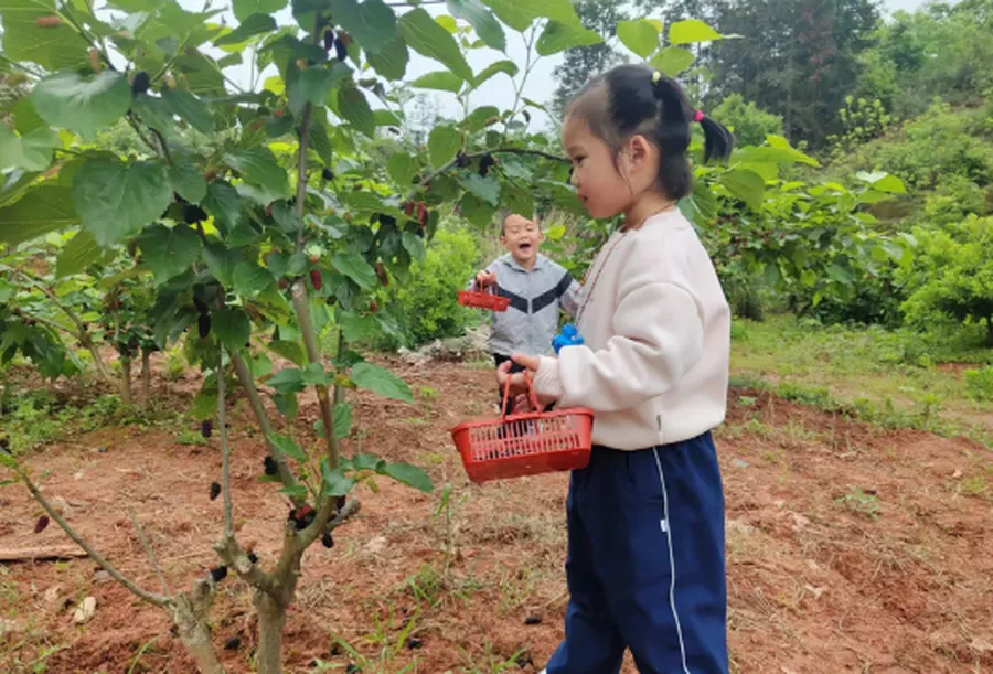 靖州：小小桑桑葚果 甜甜致富路